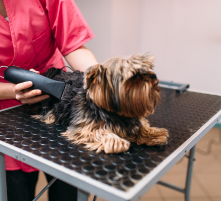 Klippemaskiner til hunde