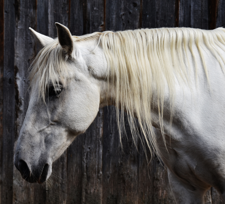 Klippemaskiner til heste